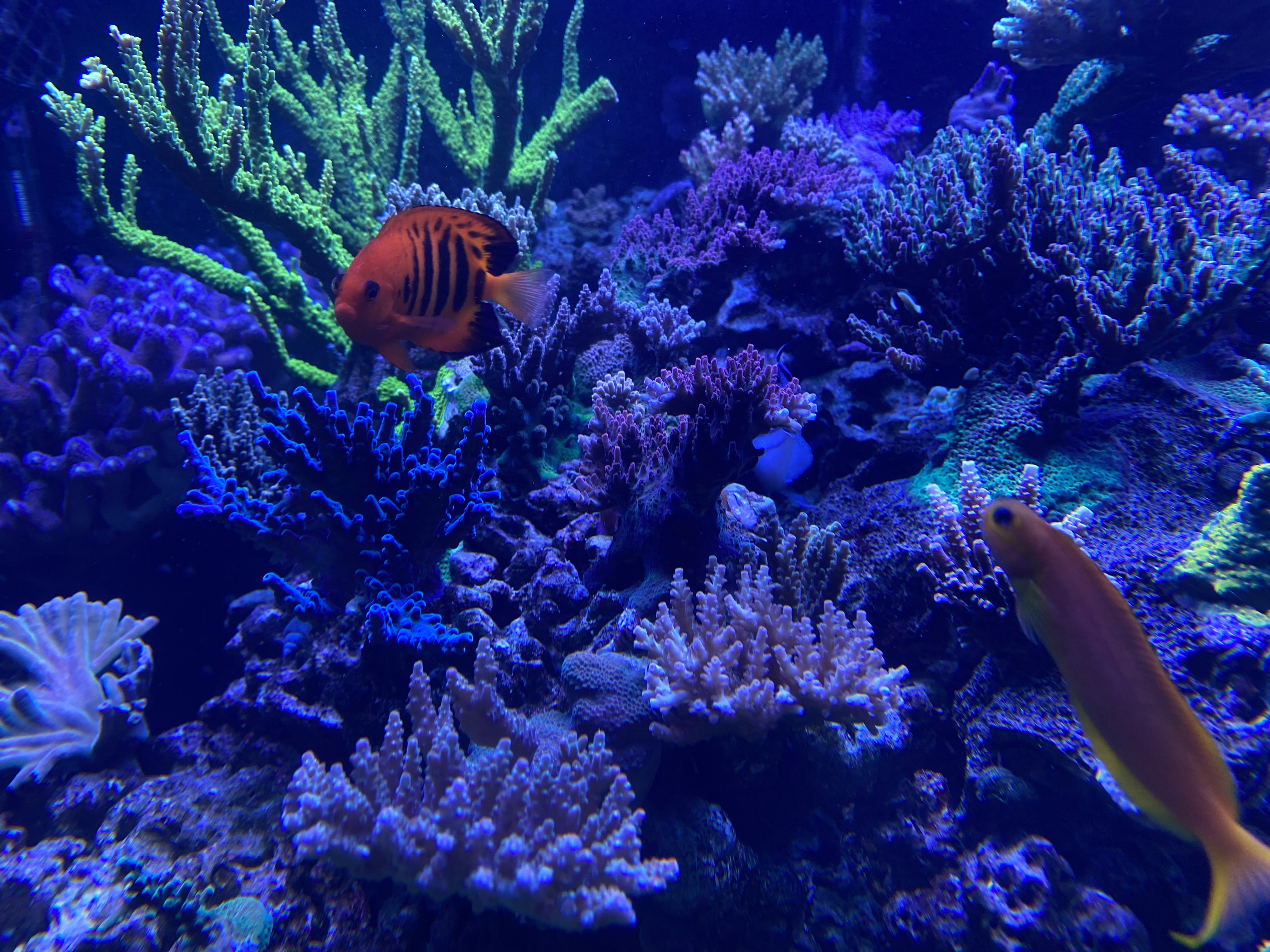 Reef tank serviced by Hideaway Reef in Northern Virginia