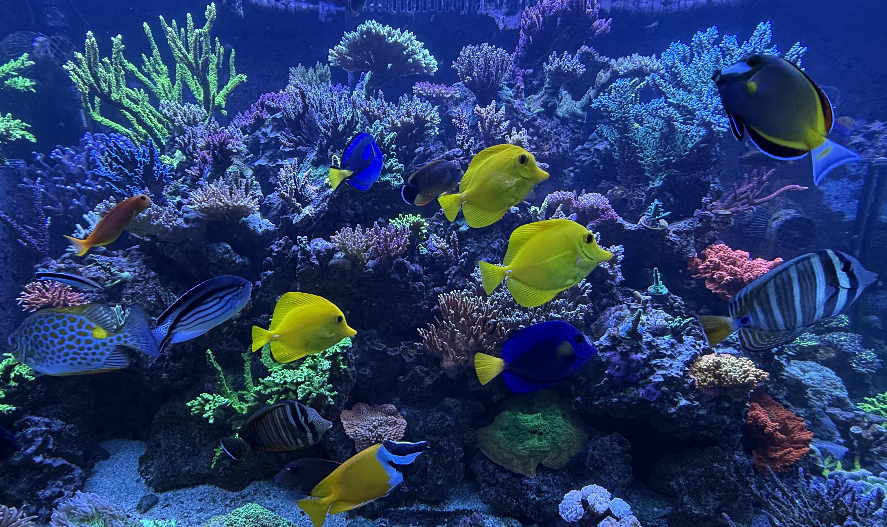 Live coral for sale at Hideaway Reef coral farm