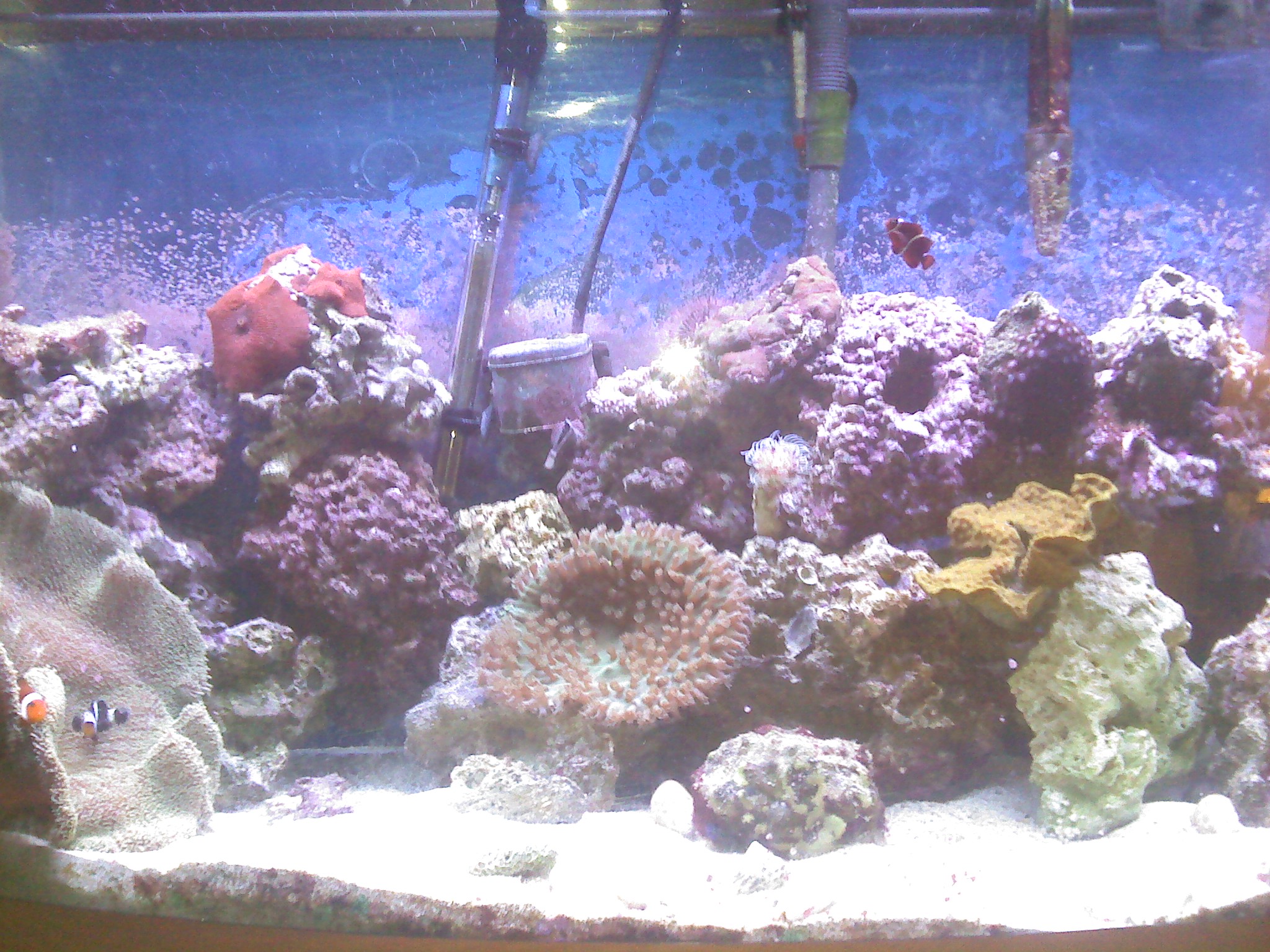 Early Hideaway Reef reef tank