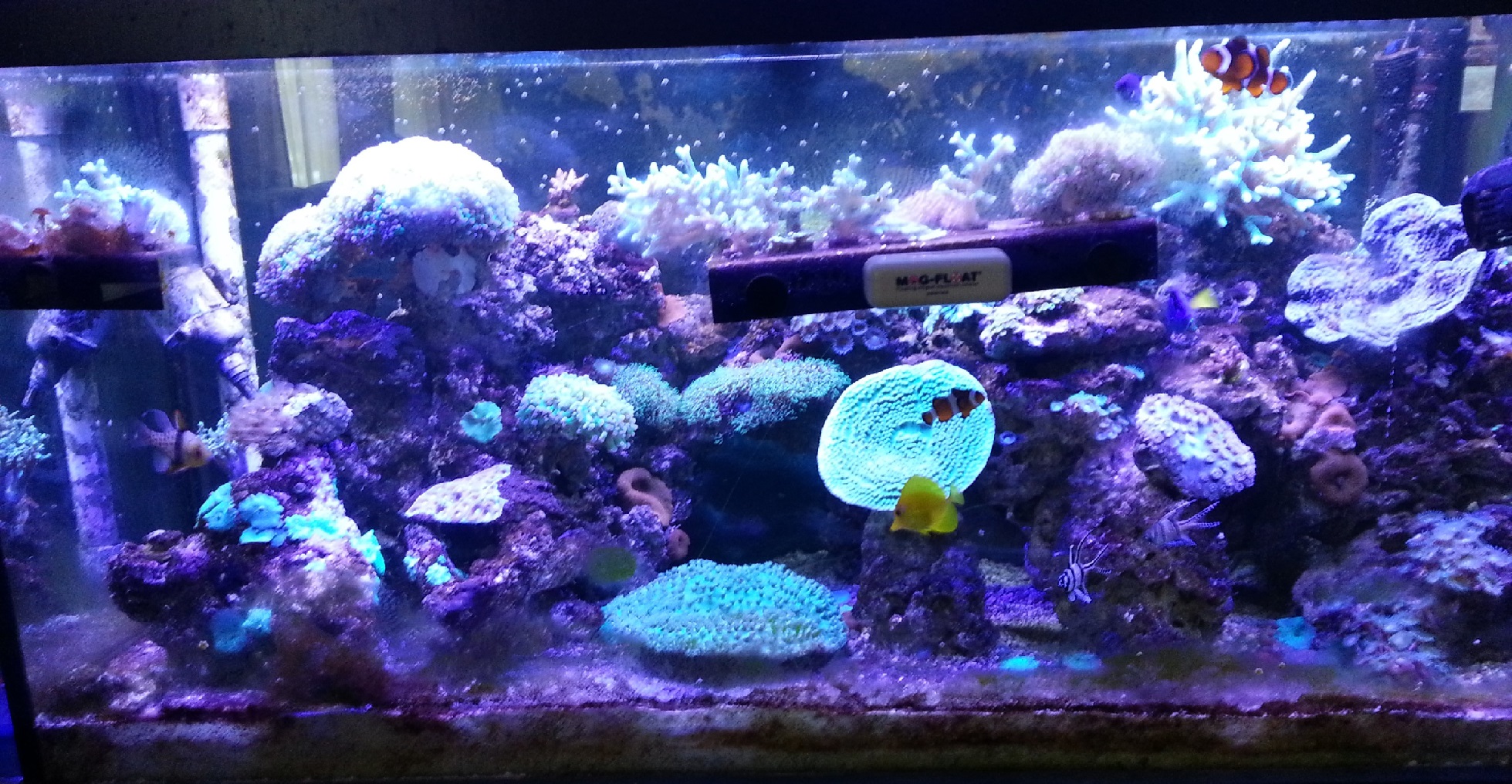 Growing coral collection in an early reef system