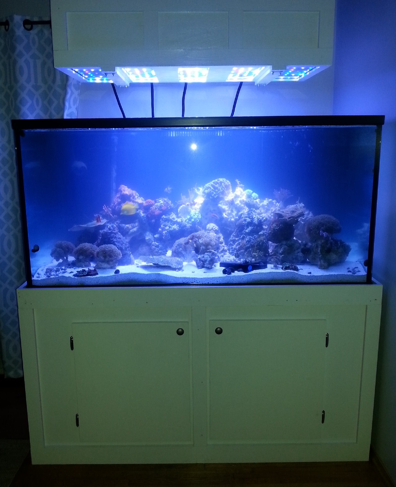 First major reef tank upgrade