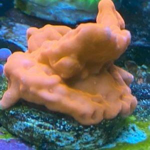 Montipora Setosa