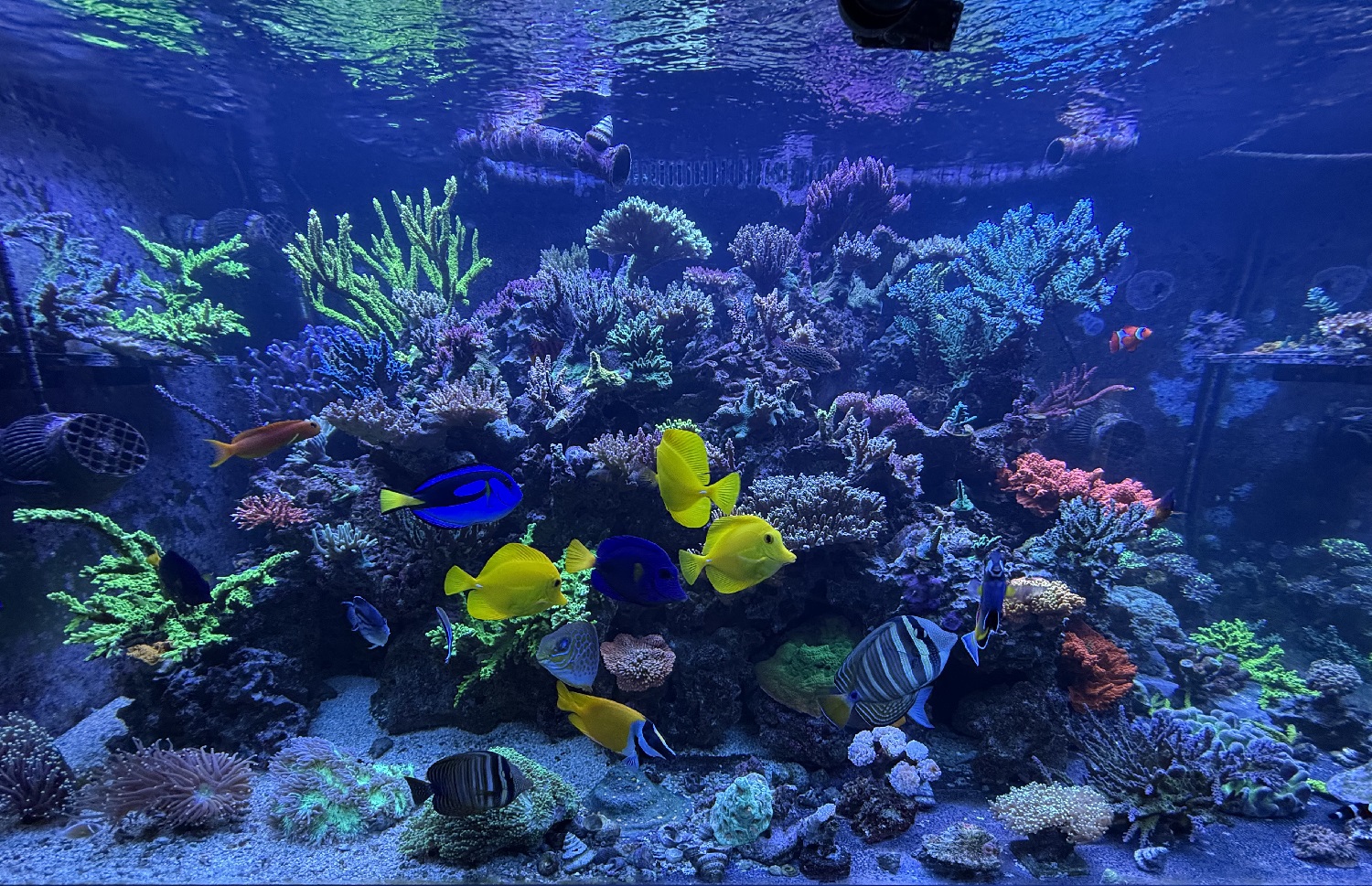 Most recent Hideaway Reef display tank