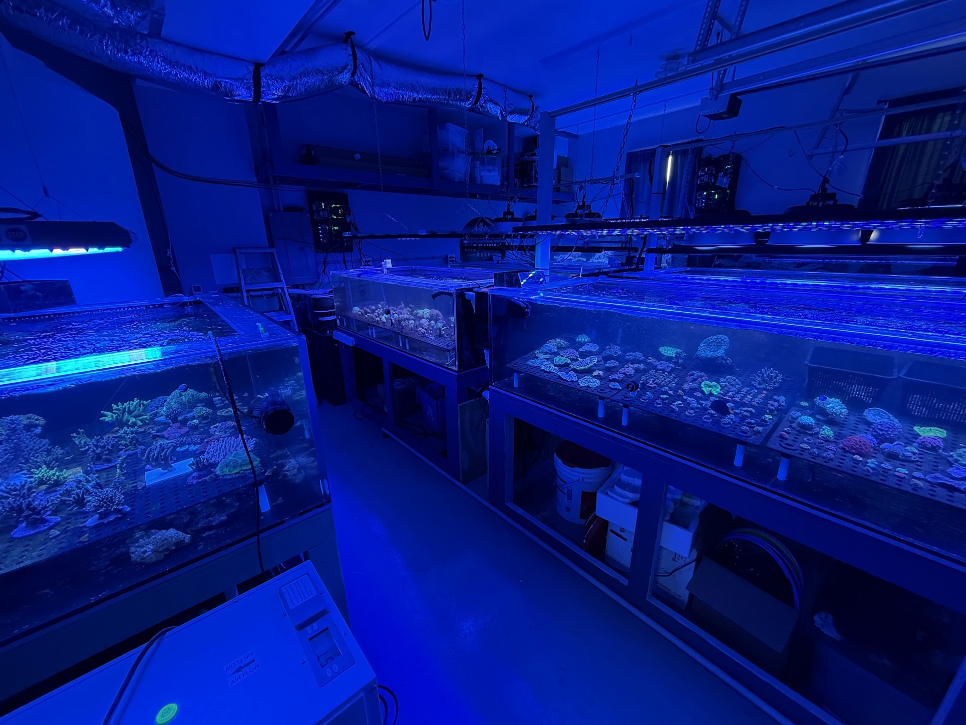 Coral frags at Hideaway Reef
