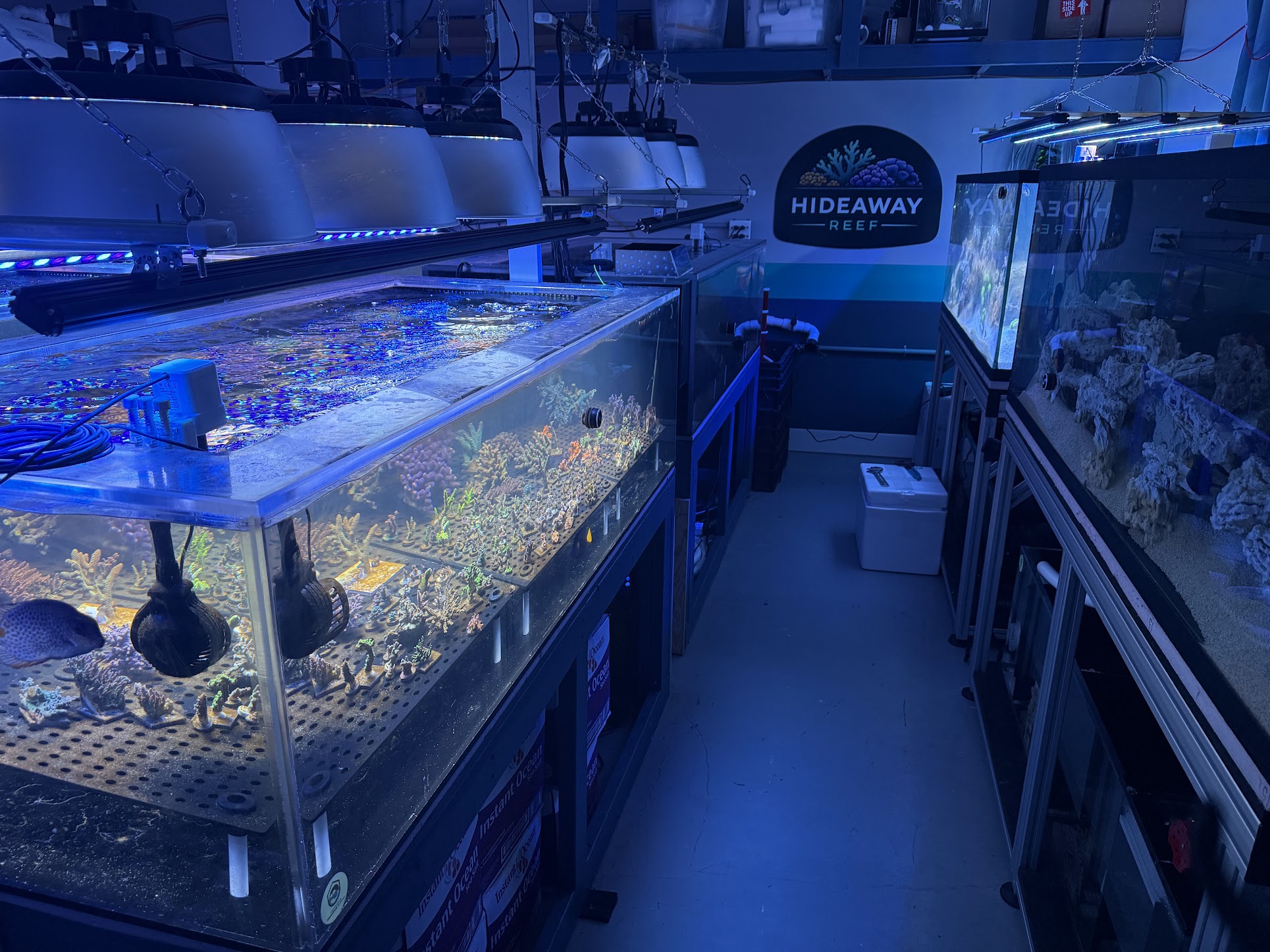Hideaway Reef coral shop