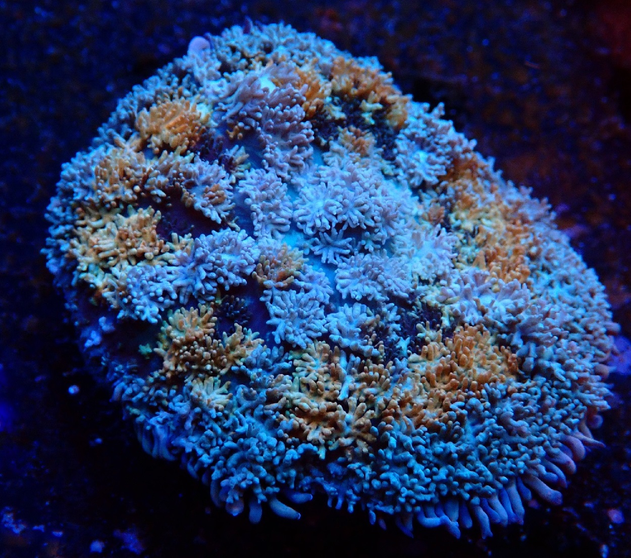 Mushroom corals at Hideaway Reef