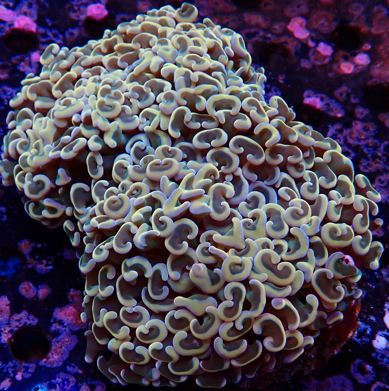 LPS live coral for sale at Hideaway Reef
