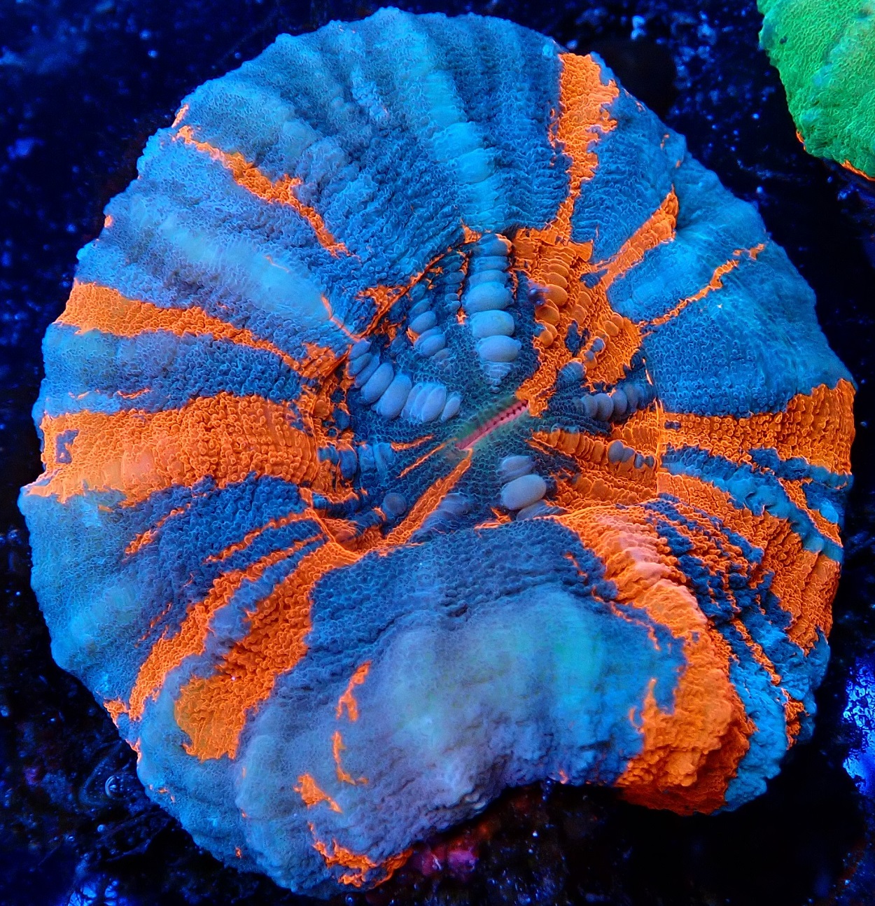 WYSIWYG live coral for sale at Hideaway Reef