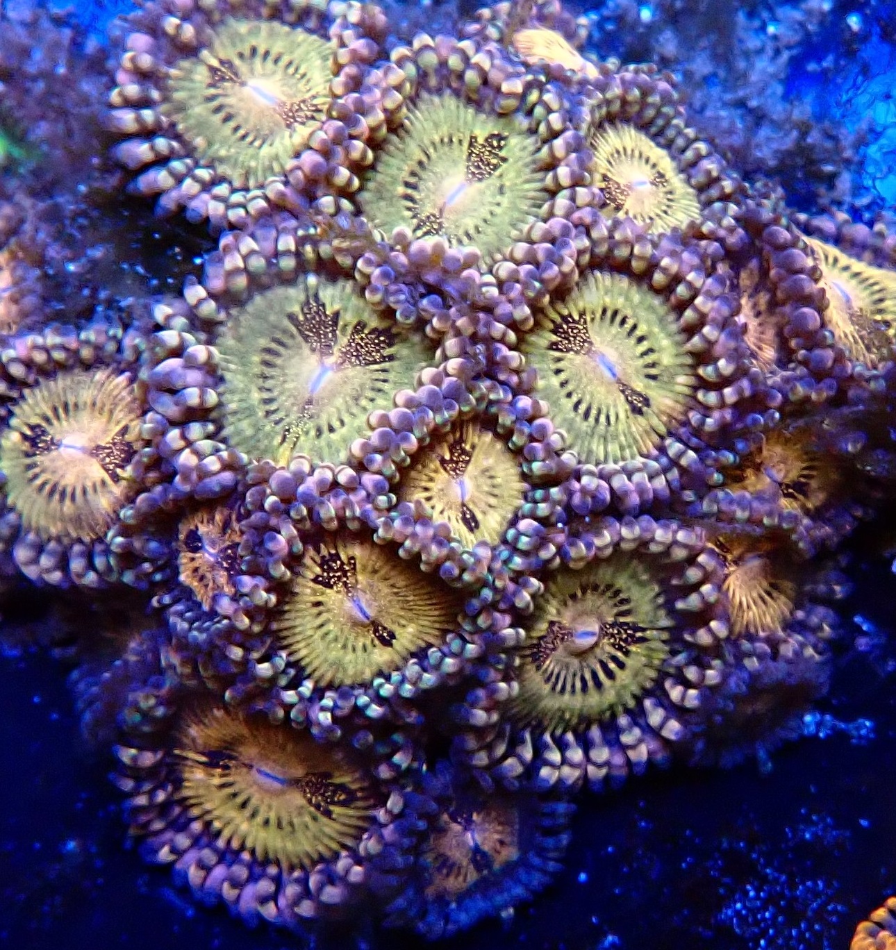 Zoanthids at Hideaway Reef