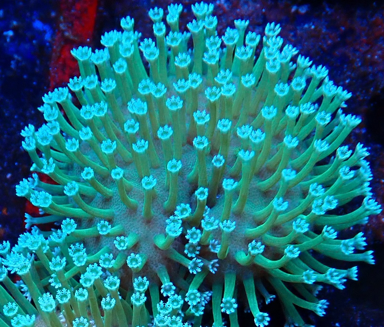 Soft corals at Hideaway Reef